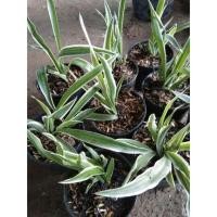 ราคา ต้นไม้เศรษฐีเรือนนอกต้นไม้นำโชค (12747469582)