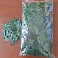 ราคา ใบสดมะคำไก่ ปลูกแบบธรรมชาติ ไม่ใช้สารเคมี หรือยาฆ่าแมลง เก็บสดจากสวน พร้อมส่ง ใช้ไปทำยา เข้ายา (19830994289)