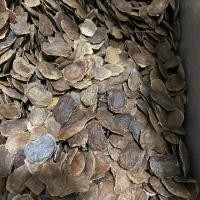 ราคา เมล็ดพยุงไหหลำ 100 เมล็ด พะยูงไหหลำ ฮวงหัวลี่ เมล็ดพันธ์ุพะยุง dalbergia odorifera (7042326224)