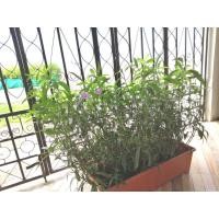 ราคา ต้อยติ่งฝรั่ง​ Ruellia tuberosa L (18951603832)