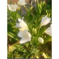 ราคา ☘️ว่านมหาบัว ว่านมงคล ดอกมีกลิ่นหอม ปลูกไว้เสริมความร่มเย็นเป็นสุขจ้า (22422760793)