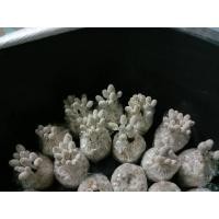 ราคา เห็ดโคนน้อยชุด 20 ก้อน (3344601406)