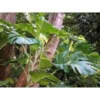 ราคา ,พลูด่างยักษ์ ,พลูใบฉีก ,ต้นพลู ใบใหญ่ ต้นใหญ่มาก จิงน่ะ (19287522369)