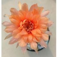 ราคา Cake Cactus Farm กระบองเพชร Lobivia spp. โลบิเวีย กลีบดอกซ้อน สีส้มโอลโรส ขนาดใหญ่ (16126104278)