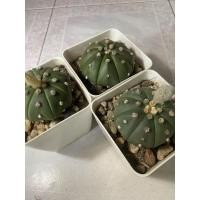 ราคา ต้นกระบองเพชร แอสโตร แอสโตรไฟตัม ดอกสีเหลือง ต้นใหญ่ (8759001454)