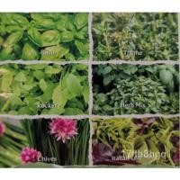 ราคา เมล็ด 6สวนเมล็ดสมุนไพร-500เมล็ด-โหระพา,โหระพา,Roacket, Chilves,อิตาลีผสม เมล็ดพันธุ์ (23029651194)