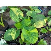 ราคา หูช้างด่างเหลือง บอนหูช้างด่างเหลือง ไม้แยกหน่อ (10655158765)