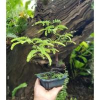 ราคา บอนไซมะขามในกระถางญี่ปุ่น (13606686381)