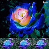 ราคา เมล็ด ใหม่็ด 25 ใหม่็ด ใหม่็ดกุหลาบ สีน้ำเงิน เพาะใเพาะ่ สายใหม่ของแท้ 100% ใหม่็ดกุหลาบ เพาะกุหลาบ ใหม (22940036249)