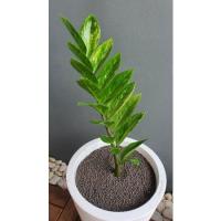 ราคา กวักมรกตด่าง 1 กิ่ง 17 ใบ ด่างทุกใบ (14259066658)