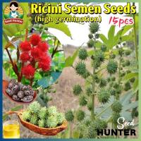 ราคา เมล็ดพันธุ์ เมล็ดละหุ่ง บรรจุ 10 เมล็ด Ricini Semen Seeds Herb Seeds เมล็ดดอกไม้ การสกัดน้ำมัน พืชที่กินได้ ต้นไม้มงคล (29033611355)