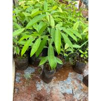 ราคา ต้นชะมวงใบสามารถทานได้ (4966494530)