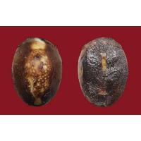 ราคา เบี้ยแก้ ฝังตะกรุดเงิน หลวงพ่อเกษม รุ่นสุริยุปราคา ปี 2538 (มีบัตรรับรองพระแท้) (23978249545)