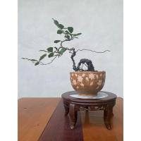 ราคา ต้นบอนไซตะโกหนู (bonsai Tako) (42214442564)