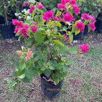 ราคา ต้นเฟื่องฟ้า เฟื่องฟ้า เลือกสีได้ (Bougainvillea) ดอกเฟื่องฟ้า ไม้พุ่มทนแดด อายุยืน ออกดอกสวยตลอดปี (รับประกันสินค้า) (40510638749)
