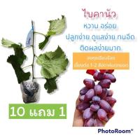 ราคา ต้นองุ่น​ กิ่งองุ่นป่าติดตา/เสียบยอด​ พันธุ์ไบคานัว (Baikonur) (23552725228)