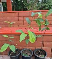 ราคา พยอม สมุนไพรหายาก ต้นสมุนไพร พันธุ์ไม้หายาก (3491409828)