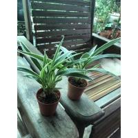 ราคา เศรษฐีเรือนนอก กระถางละ19บาท จัดเป็นไม้มงคลเด่นในด้านเสริมโชคเสริมลาภ (10511463295)