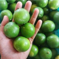 ราคา มะนาว มะนาวแป้นรำไพ บ้านแพ้ว สดจากสวน ~1กิโลกรัม (17-28 ลูก) คละไซต์ (20804774377)