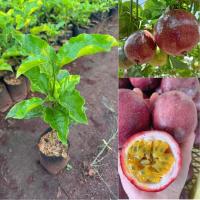 ราคา ต้นเสาวรสสีม่วง พันธุ์ไทนุง ทนต่อโรค รสชาติหอมหวาน ต้นส่ง30เซน (40867702853)