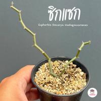 ราคา ต้นซิกแซก ยูโฟเบีย เดคาร์ยา Euphorbia Decarya madagascariensis แคคตัส กระบองเพชร cactus&succulent (24368000187)