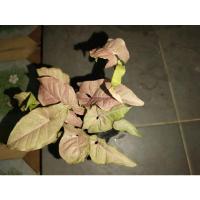 ราคา พิ้งค์สปอตมาร์เบิ้ล ลายสวยๆ (8563931268)