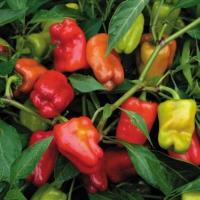 ราคา 20 เมล็ด เมล็ดพันธุ์ พริก Chili pepper Seeds สายพันธุ์ Cajun Belle Pepper (40072581546)
