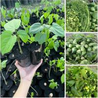 ราคา ต้นผักสาบหรือผักอีนูน 3ต้น (40257579713)