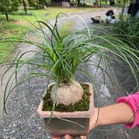 ราคา ต้นหัวโตแซ่ม้า ไม้โชว์หัว ไม้หายาก (หัวเกือบ4นิ้วถ่ายจากต้นจริงส่งต้นนี้ค่ะ) (28342779187)