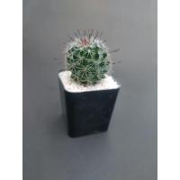 ราคา mammillaria beneckei แมมหนามตะขอดำ (3962931341)
