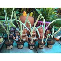 ราคา พลับพลึงด่าง มีจำนวนจำกัด (10245130114)