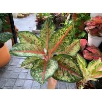 ราคา อโกลนีมาสิบกะรัตกระถาง8" (23253998173)