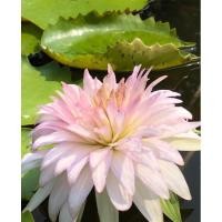 ราคา บัวจงกลนี บัวเก่าสมัยสุโขทัย ที่ใกล้จะสูญพันธุ์ (25666531484)