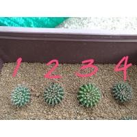 ราคา ยิมโนคริส gymnocalycium mihanovichii cristata (6960979564)