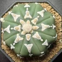 ราคา แอสโตรไฟตั้ม แอสทีเรียส 8 พู วีนูดัมเว้า Astrophytum (26974463527)