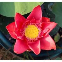 ราคา บัวหลวงRed Beijing (L)บัวหลวงกลีบลา บัวหลวงที่สวยและมีเอกลักษณ์เฉพาะตัว ขายสายพันธุ์เป็นแบบไหลเช่นตัวอย่างในรูปครับ (26453143602)