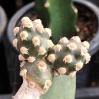 ราคา ไข่ปลาหมึกกร๊าฟตอโอพันเทีย, (Tephrocactus molinensis)ไม้กร๊าฟ, แคคตัส กระบองเพชร (26623451616)