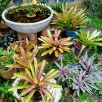 ราคา สับปะรดสี ต้นใหญ่มาก ต้นจริง (7490454228)