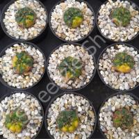 ราคา กระบองเพชร แคคตัส (Cactus) ยิมโน แดมซิไอ/ลูกดก ด่าง (Gymnocalycium damsii f. variegata) ขนาดกระถาง 2 นิ้ว (5919972648)