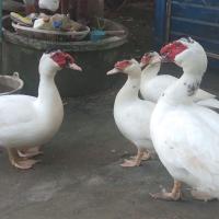 ราคา ไข่เชื้อเป็ดบาบารี่ 5 ฟอง แถม 2 ฟอง 90 บาท (20664988238)