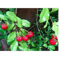 ราคา ต้นเชอรี่แคระขนาด30ซม.(1ชุด2ต้น) (7407472628)