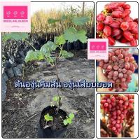 ราคา ต้นองุ่นคิมสันองุ่นเสียบยอดต้นสูงประมาณ 50 ถึง 60 เซนติเมตร_nhocrimsonkhonghat (27457646074)
