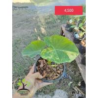 ราคา บอนนาญี่ปุ่น ไซส์ตั้งแม่ (10163295075)