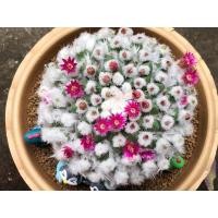 ราคา แมมอิรุซามุ(ปุยหิมะ) จัดโปรพิเศษ (5080159681)