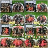 ราคา ยิมโน ยิมโนด่าง Gymno cactus กระบองเพชร (8155295265)