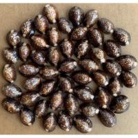 ราคา หอยเบี้ยคัดพิเศษ มีเส้นวาสนาทุกตัว (ขนาดC.2.5-3 ซ.ม.) จำนวน 50 ตัว (40873317200)