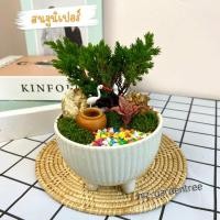 ราคา [[ต้นไม้จริง]]สวนถาดไม้มงคล สนจูนิเปอร์แคระ **ต้นไม้คัดฟอร์มสวยทุกต้น** (17764108665)