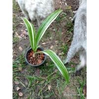 ราคา พลับพลึงด่าง ไม้ด่าง นอกกระแส (11132705014)