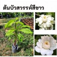ราคา ต้นบัวสวรรค์สีขาว บัวสวรรค์ขาว บัวสวรรค์ (41270070936)