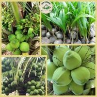 ราคา ต้นกล้ามะพร้าวหอม สูง 60-80CM กะทิน้ำหอม ต้นเตี้ย บ้านแพ้ว ติดผลเร็ว 100% (28215285674)